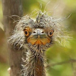 Meet your Posher, Pat